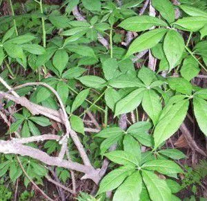 Siberian Ginseng Extract Eleutheroside thumbnail-5
