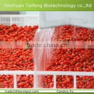 Good Quality Gojiberry in Good Price thumbnail-3