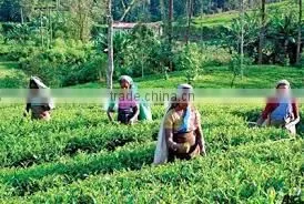 Suvimie Ceylon Ruhunu Black Tea thumbnail-3
