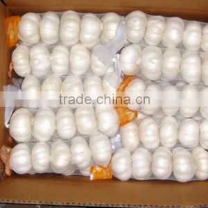 Fresh Garlic thumbnail-3