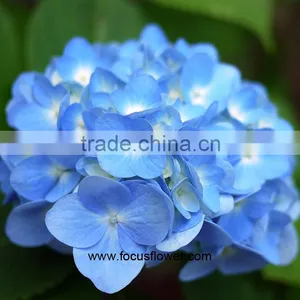 Com High Quality Buy Fresh Hydrangeas From Yunnan China thumbnail-2
