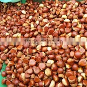 40-50, 50LB Gunny Bag Chinese Fresh Chestnuts Wholesale Chestnut thumbnail-1