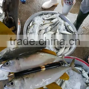 FROZEN INDIAN MACKEREL Whole Round thumbnail-2