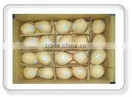 2015 Fresh ya Pear Packing in Carton With Good Quality thumbnail-1