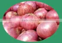 Fresh Onion thumbnail-1