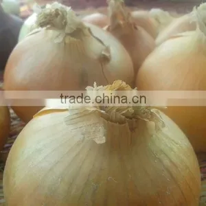 Yellow Onions thumbnail-4