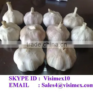 WHITE GARLIC (SKYPE: VISIMEX10) thumbnail-1