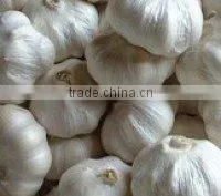 Fresh White Garlic thumbnail-1