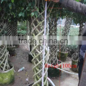 Ficus Microcarpa thumbnail-1
