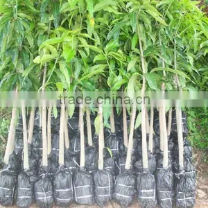 Mango Tree Seedling Mangifera Indica Tree Seedlings thumbnail-2