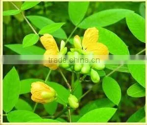 Cassia Seed Chinese Herb thumbnail-1