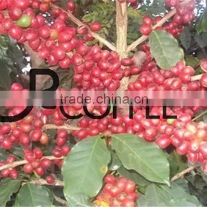 Spray Dried Instant Coffee Instant Coffee Bulk Packing thumbnail-1