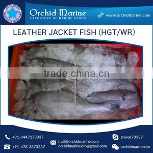 Top Quality Frozen Fresh Leather Jacket Fish (HGT/WR) thumbnail-6