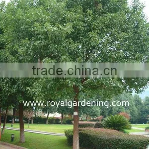 Cinnamomum Camphora Trees thumbnail-1