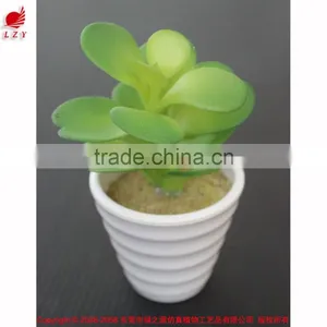 Potted Artificial Mini Succulents thumbnail-2