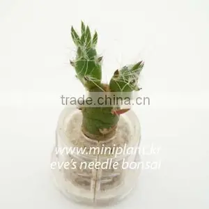 Miniplant "Eve's Needle Bonsai" Mini Succulent Plant With Keychain thumbnail-1