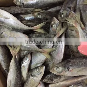 20 cm 25 cm Frozen Freeze Horse Mackerel thumbnail-2