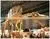 Life Size Dinosaur Fossil and Skeleton Model thumbnail-2
