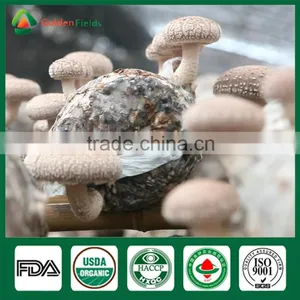 Mushroom Seller Fresh Dried Shiitake Mushroom Growing Log Shiitake Mushroom Spawn for Mushroom Farm thumbnail-2