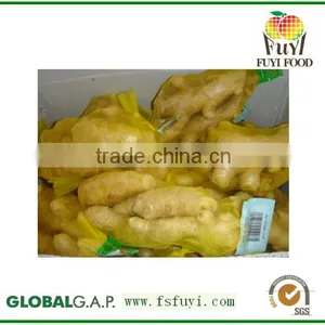 Ginger Mypet thumbnail-6