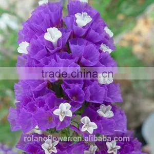 Hot Selling Reasonable Price Purple Myosotis for Favors Wedding thumbnail-4