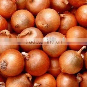 Juyuan Fresh Yellow Onion thumbnail-1