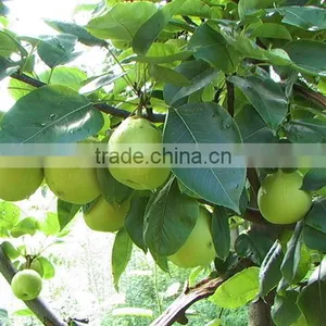 Fresh Early Su Pear Sweet Pear Exporter in China thumbnail-1