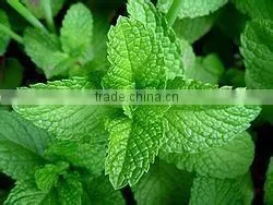 Chinese Qing Huo Mint Tea Herbal Tea thumbnail-1