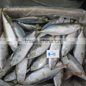 Frozen Indian Mackerel thumbnail-3