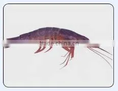 Marine Shrimp thumbnail-1