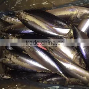 Sea Frozen Mackerel 500-750g 2016 thumbnail-5