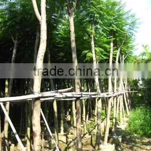 Jacaranda Acutifolia Blue Flower Tree thumbnail-4