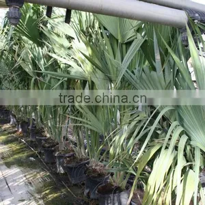Sabal Causarium " Puerto Rican Hat Palm" 250/300 Plant Size thumbnail-1