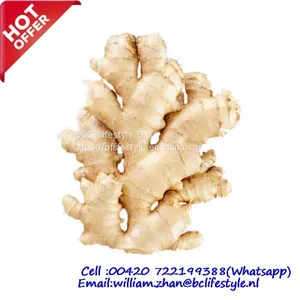 Fresh Ginger thumbnail-1