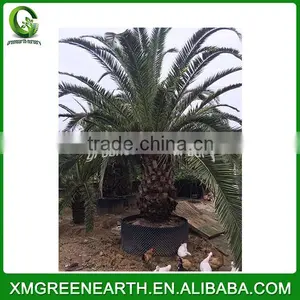 Phoenix Canariensis Palms Trunk 1-1.5m thumbnail-2