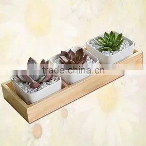 Wooden Planter Box Succulent Plants in Pots thumbnail-4