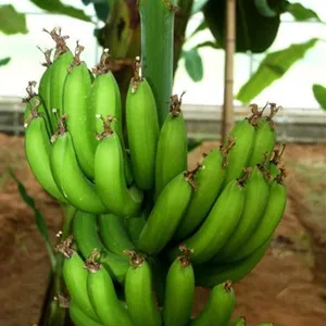 Automatic Industrial Green Banana Peeling Machine/banana Peeling Equipment/plantain Peeler Machine Skin Peel Removing Machine thumbnail-6