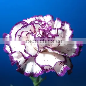 China Crazy Selling Fresh Cut Carnation Flower for Wholesale thumbnail-2
