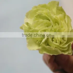 Various Hot-sale Fresh Flower of Green Carnation Flower thumbnail-2