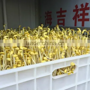 Hot Sale Automatic Bean Sprout Growing Machine, Bean Sprouting Machine,Bean Sprout Machine Price thumbnail-5