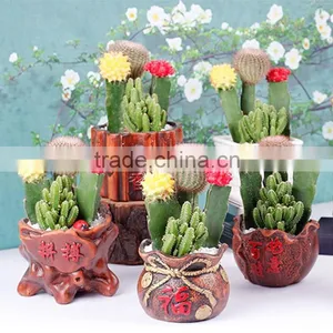 All Types of Shape Cactus Plant Made in China thumbnail-1