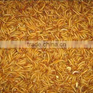 Dried Mealworms High Protein thumbnail-2