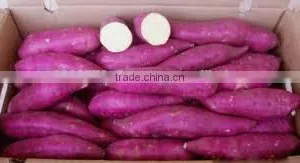 Viet Nam Sweet Potato thumbnail-2