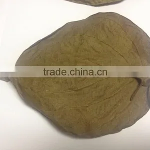 Dried Betel Leaf thumbnail-4
