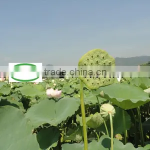 Nelumbo Nucifera Gaertn Lotus Nut Lotus Seeds thumbnail-6