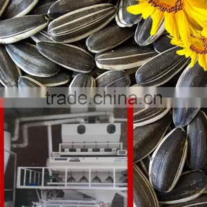 Cheap Bulk Chinese Organic Sunflower Seeds 5009 thumbnail-2