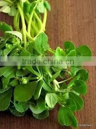 Fenugreek Oil thumbnail-1