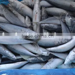 Canned Fish Frozen Mackerel thumbnail-2