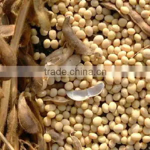 Chinese Soybean Non GMO thumbnail-1