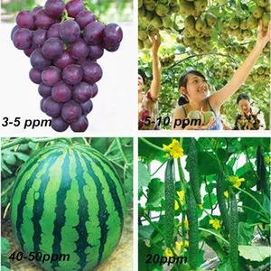 Cytokinin Pgr Cppu 2%SP Forchlorfenuron Increase the Number of Fruits thumbnail-2